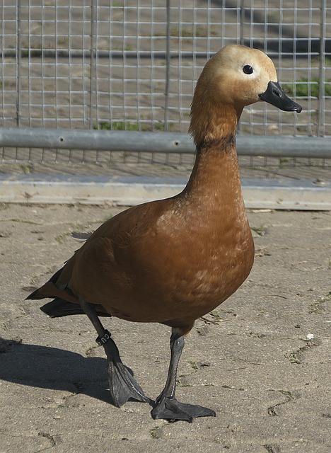 上风